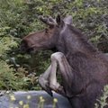 Странный случай в эстонском лесу: лось без видимых повреждений скончался на глазах охотника