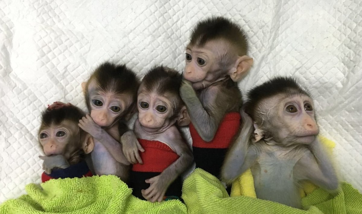Kloonitud ahvide esimene pesakond