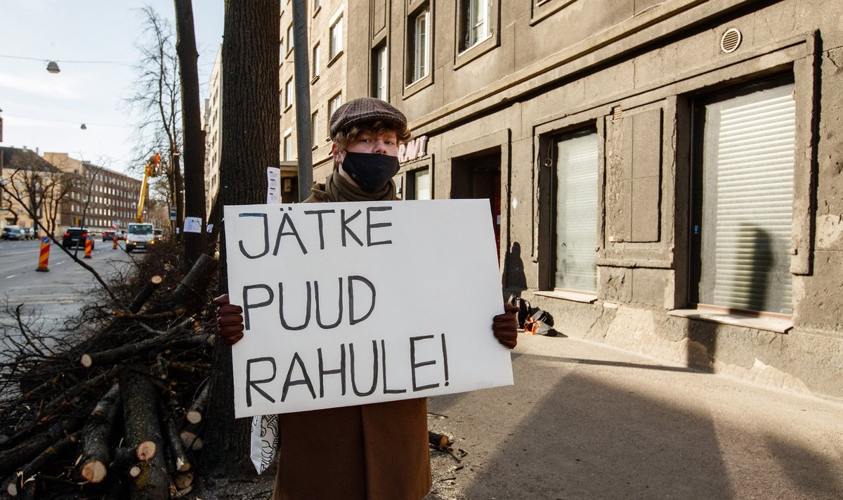 JÄTKE PUUD RAHULE: Möödunud aasta märtsis raiuti Pronksi tänaval maha peaaegu kõik puud, et teha ruumi tänavaremondile. Need olid mitmekümne aasta vanused pärnad. Praeguseks on puude endisesse asukohta tänavaremondi ajaks loodud ajutine sõidurada. 