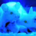 Probiootilised bakterid mõjutavad hiirte käitumist ja stressi