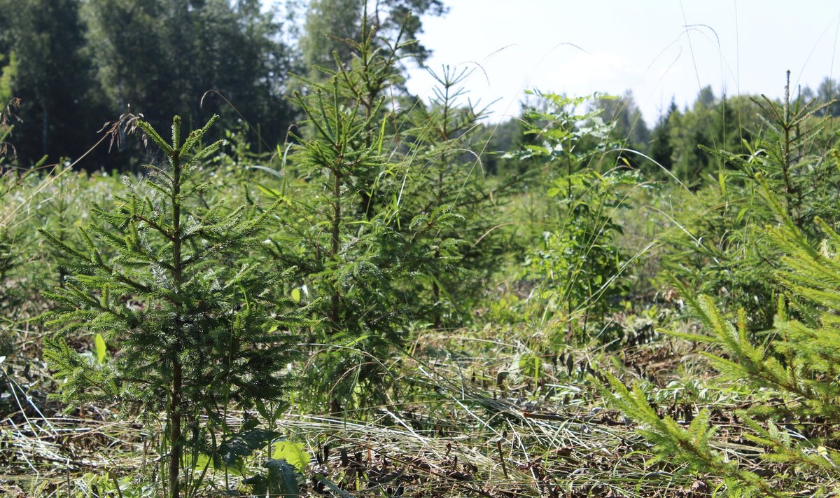 Eelmise aasta parimaks metsa- majandajaks tunnistatud Rain Ajaotsa kuuse- noorendik Nissi mail. Ka selline noorendik on mets, kuigi vaid mõne aasta vanune. Ja väärib hoolt, et sest millagi suur (palgi) mets kasvaks.