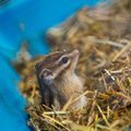 DELFI FOTOD ja VIDEO: Tallinnas toimunud Zooexpol sai näha ja katsuda kasse, närilisi, küülikuid, madusid ja teisi loomi