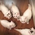 VIDEO | Sinu süda sulab: vaata, kui armsalt tervitavad kassipojad koju saabunud omanikku