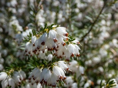 Värdeerika on külmakindlam ja mõni sort võib meil ellugi jääda.