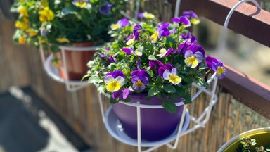 Посадите эти цветы в марте: у вас будет самый красивый балкон