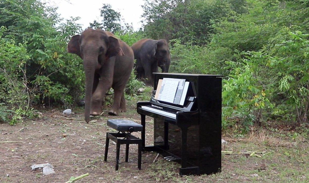 Tänu muusikale on elevandid inimesega leppinud