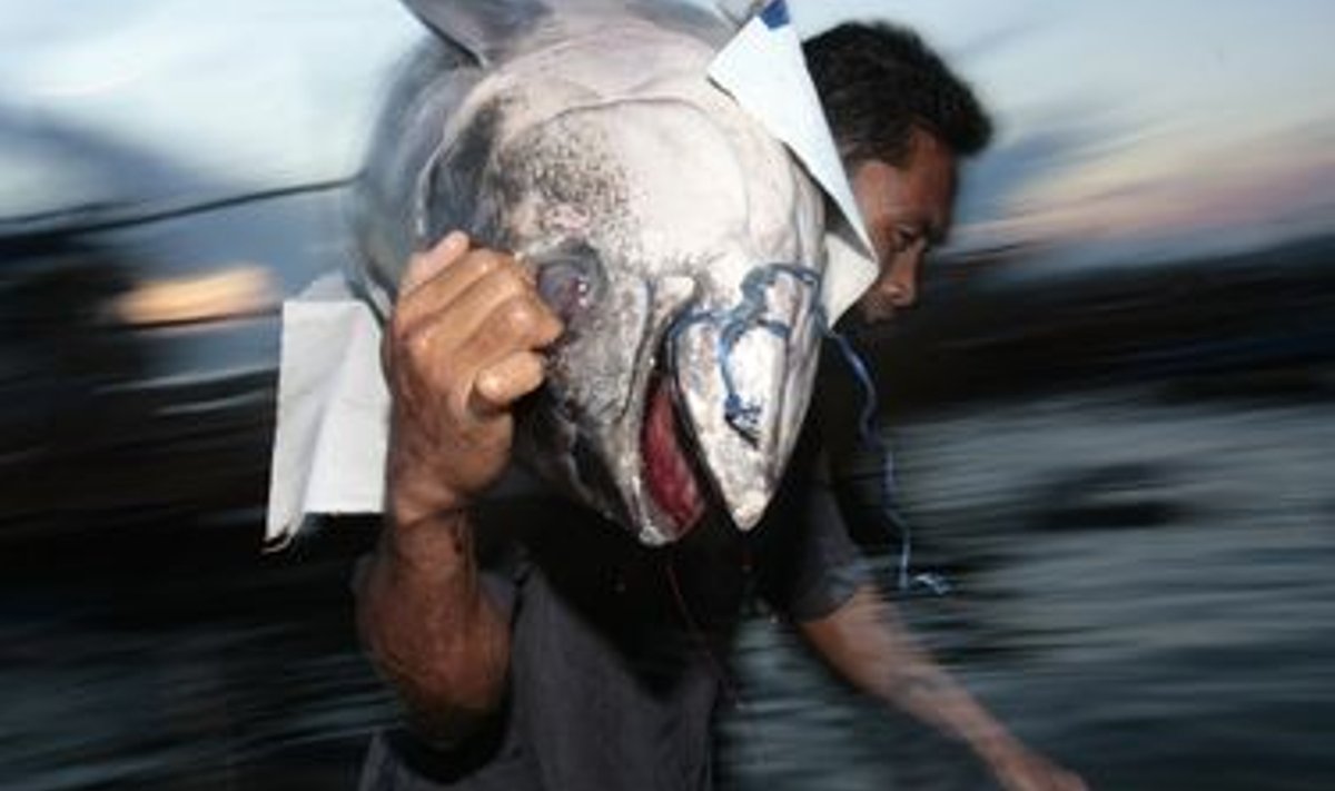 Tuunikala filippinlasest kaluri õlal