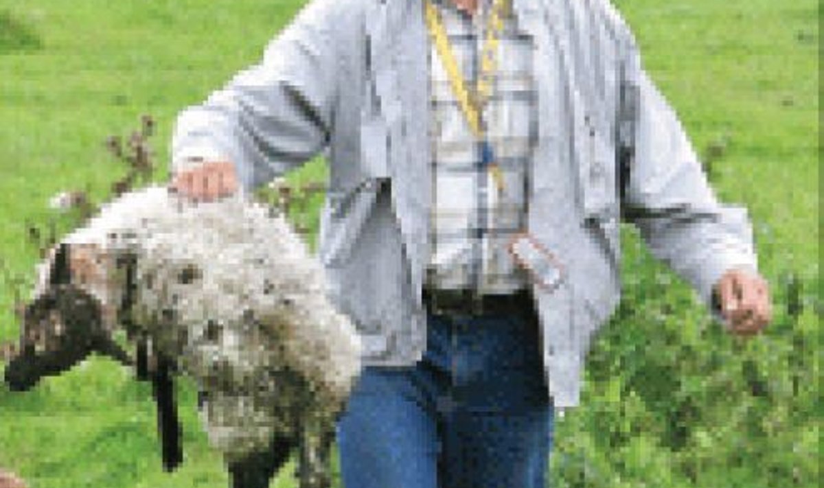 Üks mullustest parimatest uudisfotodest. Raivo Tasso pilt näitas ilmekalt tegelikku olukorda Rein Kilgi võlahädas lambafarmis, kus oli saanud hukka ebanormaalselt palju lambaid.