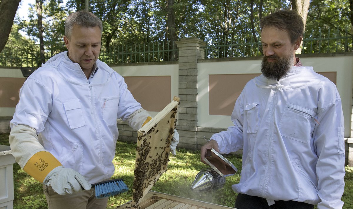 Janek Kalvi ja Hannes Praks Kadrioru roosiaia mesitarudega toimetamas.