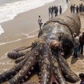 Правдиво ли это фото гигантского кальмара, выброшенного на берег?