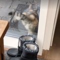 VIDEO | Sellel kassil on tuppa küsimiseks tõeliselt naljakas ja iseäralik nipp
