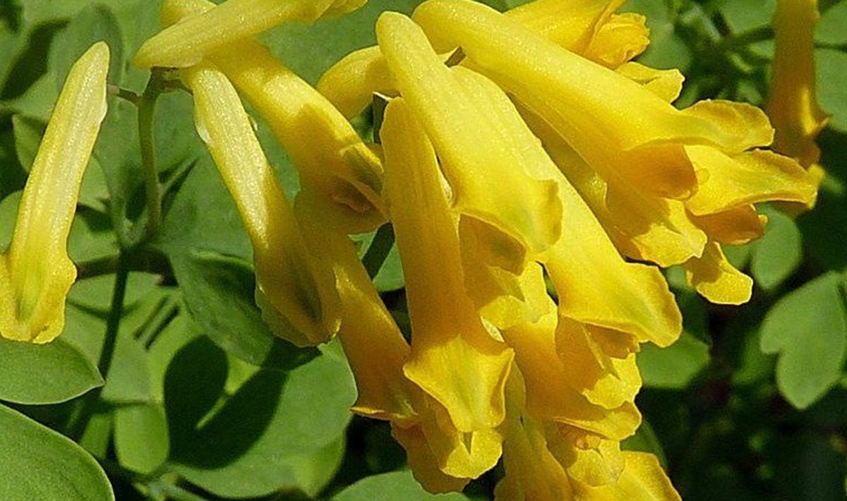 Eesti aedades on levinud kollane lõokannus (Corydalis lutea). (Foto: Wikimedia Commons)
