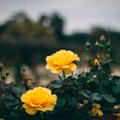 Kuidas valida roosile õige kasvukoht ja mida pidada silmas istutamisel