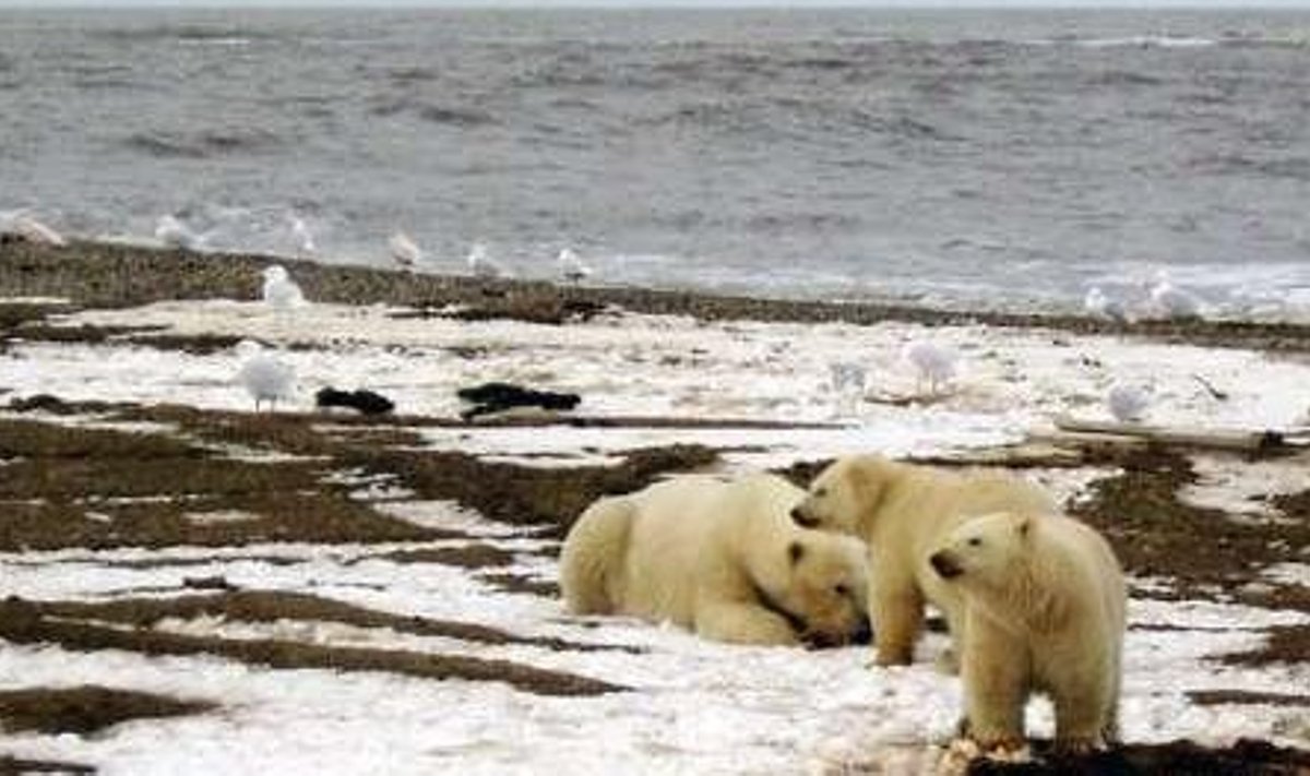 Venemaa tahab Arktikas piirivalvet tõhustada.