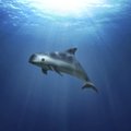 Viimane võimalus: USA sõjadelfiiniüksus asub sügisel üliharuldase vee-elaniku otsinguile
