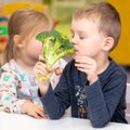 Как помочь ребенку полюбить брокколи? В детских садах Эстонии детей знакомят с овощами в игровой форме