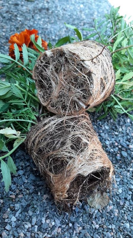 Kaua kitsukeses potis olnud taim on kasvatanud liiga tihedad juured.
