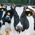 Juhan Särgava: lehm Kaja anub – saatke rohkem veterinaare