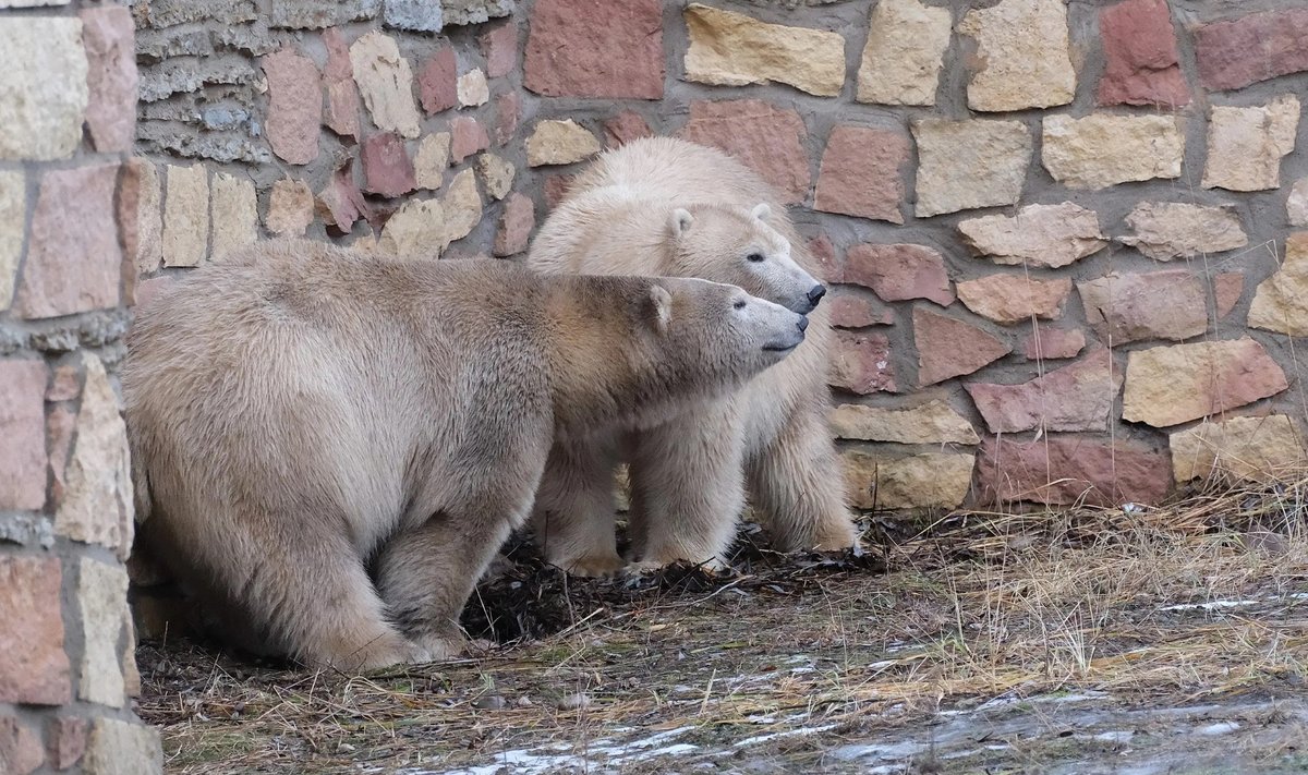 Jääkarukaksikud Imaq ja Inuk