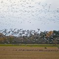 Sügisene linnujaht ületas ornitoloogide taluvuspiiri