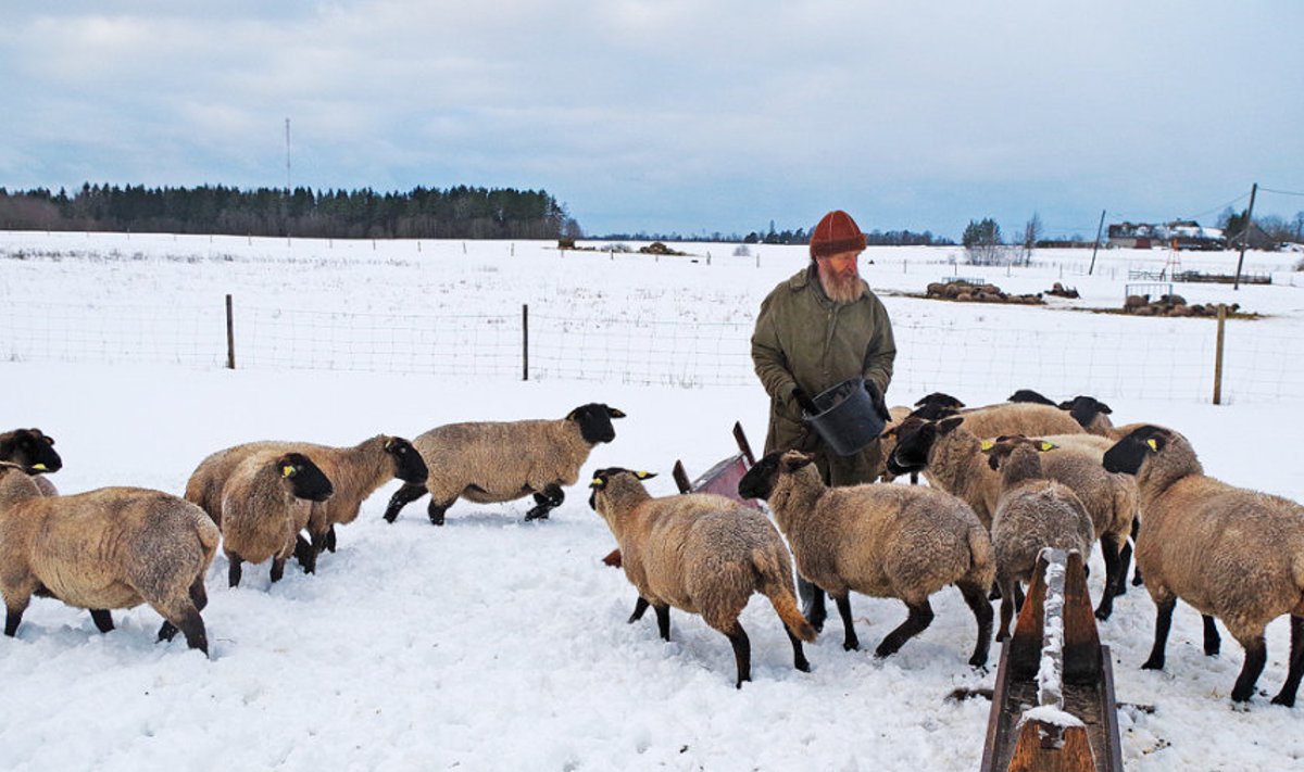 Sireli talu peremees lambakasvataja Tiit Kaivo hindab Eesti lammaste kvaliteeti ebaühtlaseks. Oma talus püüab ta seda viga mitte teha.