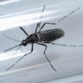 GRAAFIK: Zika viirus hüppab mandrilt mandrile