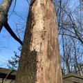 Ka Eesti puid laastavad eluohtlikud seenhaigused