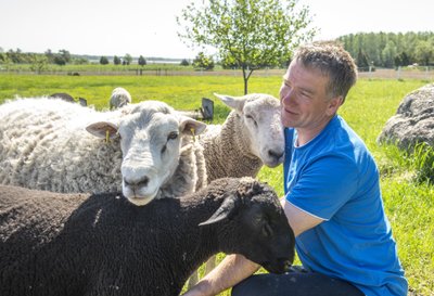 Sul ei saa olla stressi, kui sa oled lammaste hulgas, ütleb Aro Kütt.