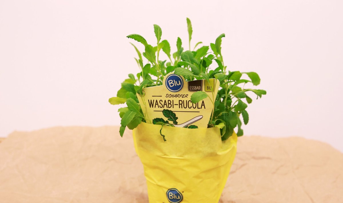 Wasabi-rukola