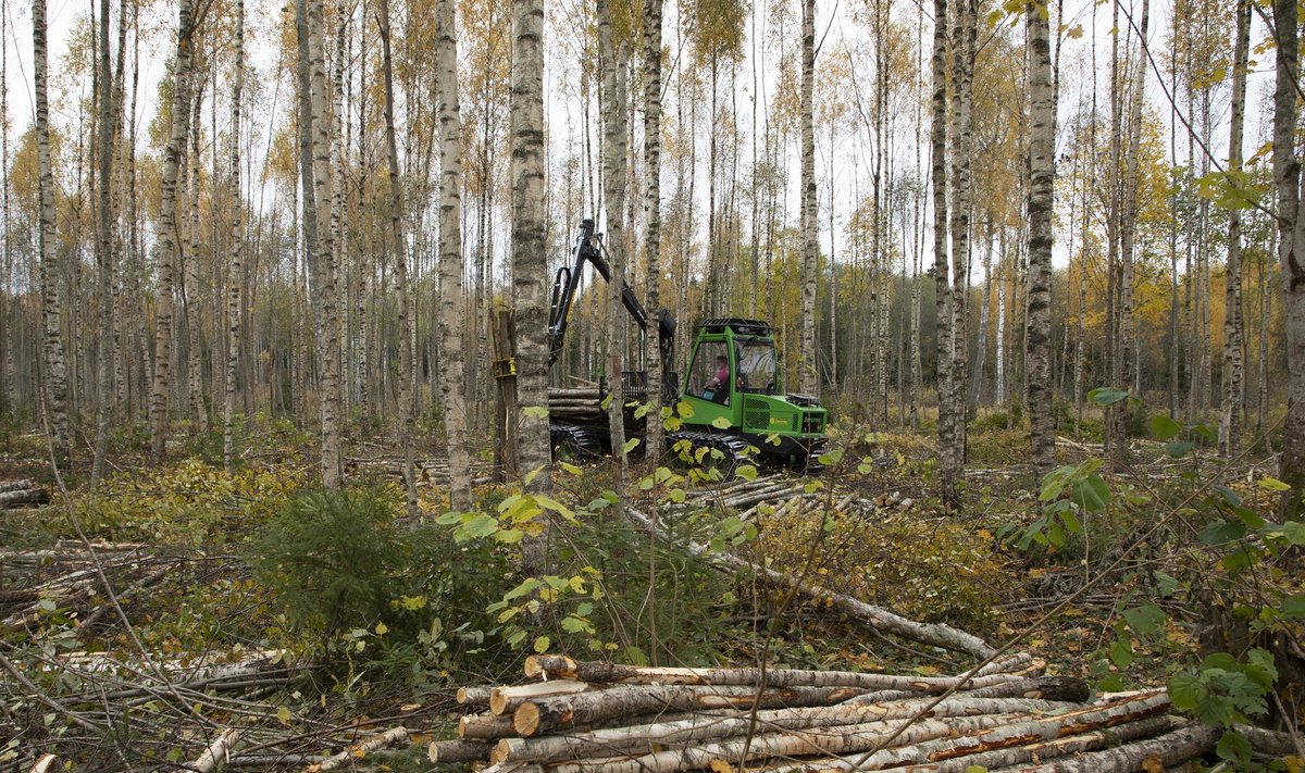 Erametsaomanikele võiks maksta metsa säilitamise eest
