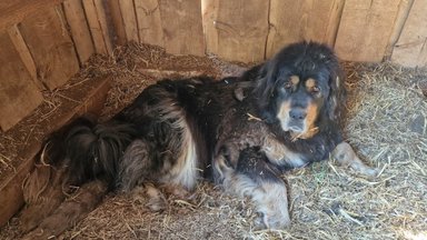Loomakaitsjate raske päev: mastifite noakangelasest peremees peeti kinni, üks koertest mädanes elusalt
