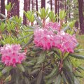 HEA IDEE: rododendroniga metsamarjapeenar
