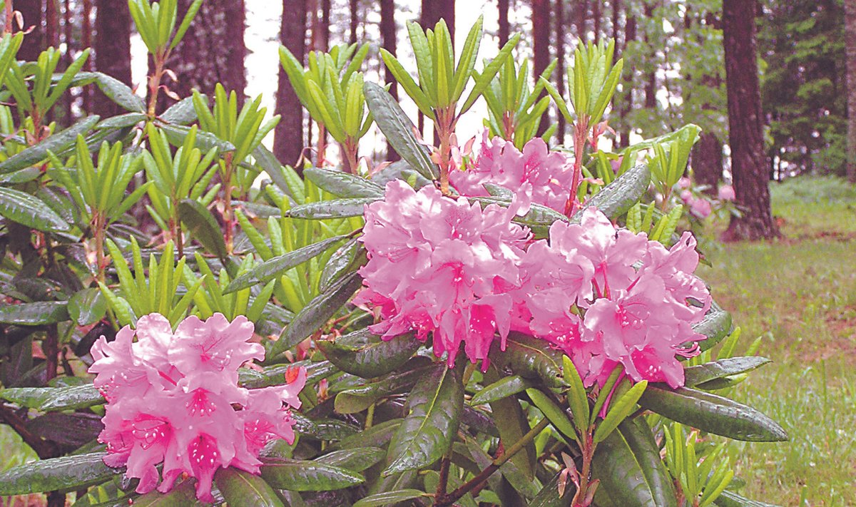 Rododendronile ja metsamarjadele sobib samasugune pinnas.