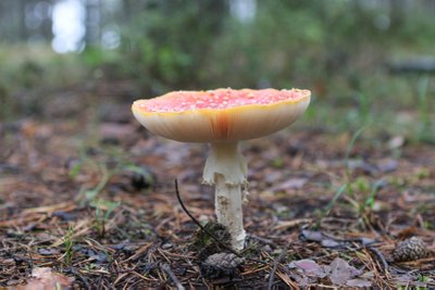 Punane kärbseseen