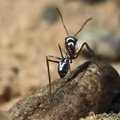 Hõbekasukas kaitseb Sahara sipelgaid kõrbepäikese eest