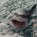Spielbergi filmile "Lõuad" aluse pannud autor kahetses hiljem, et haisid verejanuliste koletistena kujutas