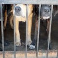 Šokeeriv juhtum: Hiinas peatati kaubik, mis oli täis varastatud koeri, kes olid mõeldud söögilauale minema