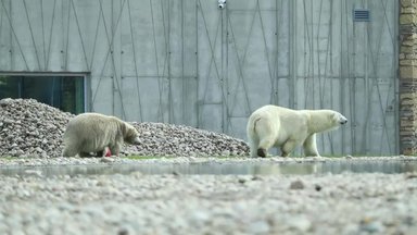 VIDEO ja GALERII | Loomaaia direktor: lõpuks ometi julgeb jääkarusid inimestele näidata niimoodi, et piinlik ei ole