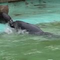 VIDEO | Loomaaias sündinud hülgepoeg Virgo lubati viimaks ometi suurde basseini