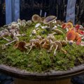 Eesti loodusmuuseumi iga-aastane seenenäitus avatakse 11. septembril