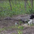 VIDEO | Tšernobõlis vabalt liikuvaid koerakutsikaid on parem mitte patsutada