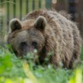 Puhka rahus, karu Karoliina! Elistvere loomapark jättis hüvasti oma tuntuima asukaga