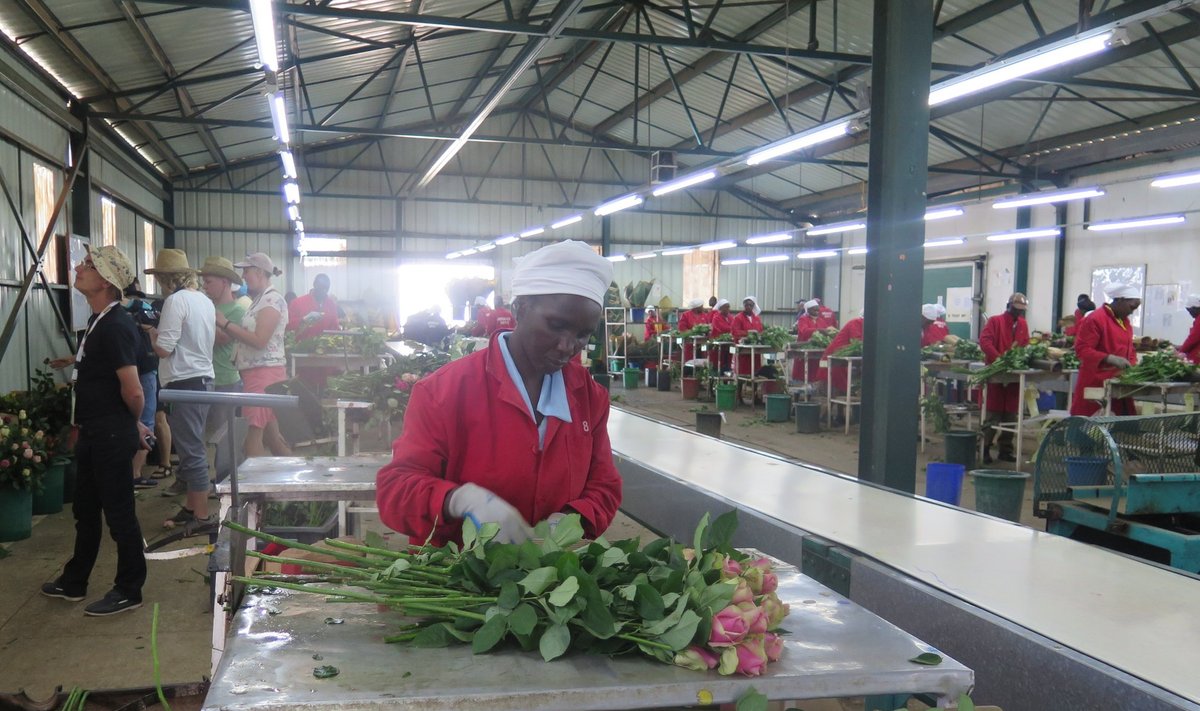 Keenia roosikasvanduses.