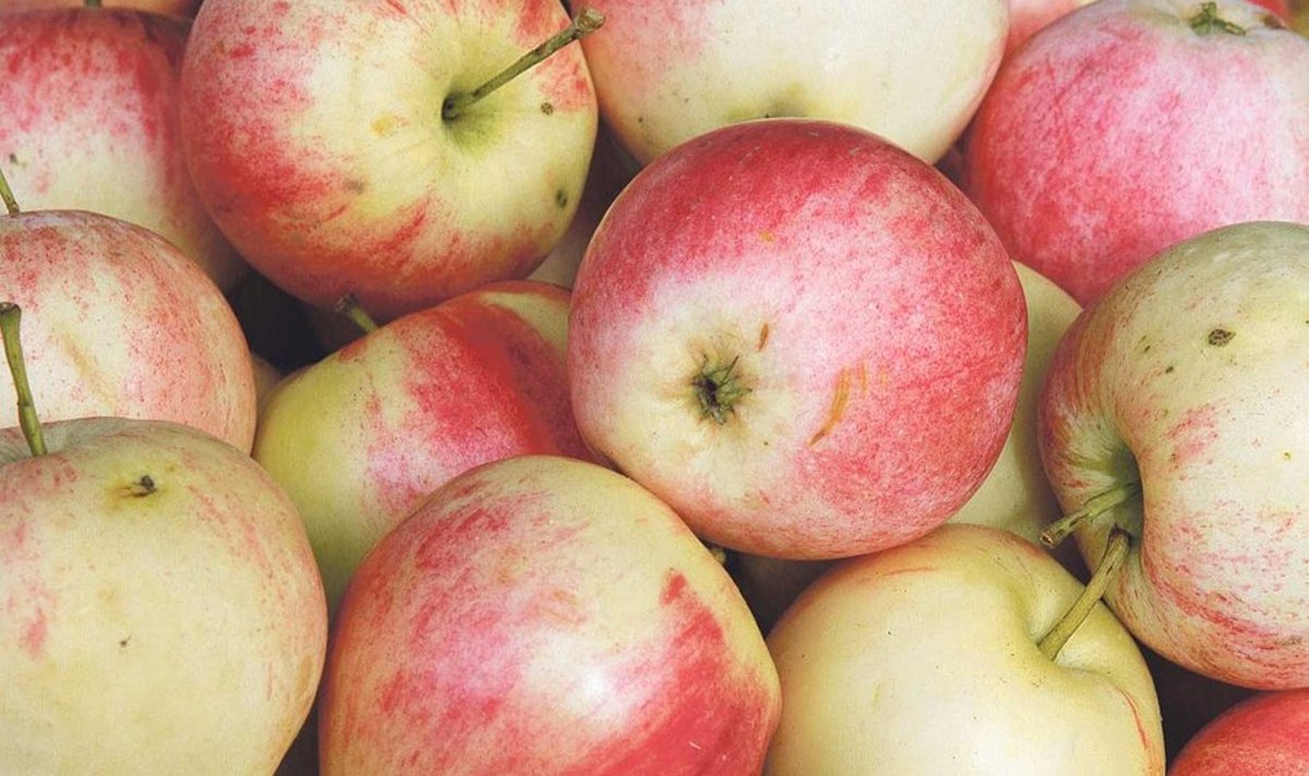 Kodumaiseid õunu saab osta kõikidelt turgudelt.