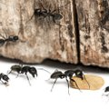 Kuidas saada lahti sipelgatest?