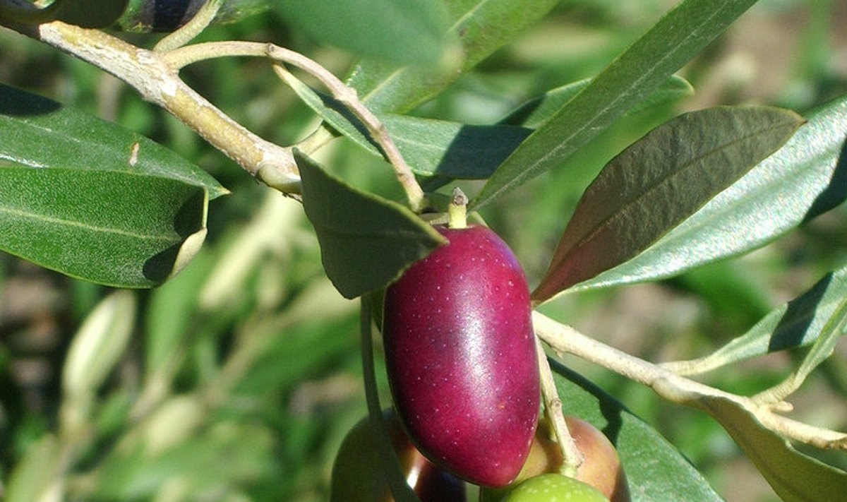 Küpsevad oliivid