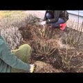 AIALEHE VIDEO: Kuidas kevadel roose lõigata