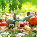НА ЗАМЕТКУ | Календарь огородника и садовода на осенние месяцы