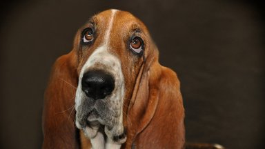 KUI MINU KOER | Mida teha, kui koeral on silmad äkitselt punased ja rähmased?