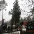 FOTOD: vald istutas püsiva jõulupuu, sellega kaasnevad aga riskid